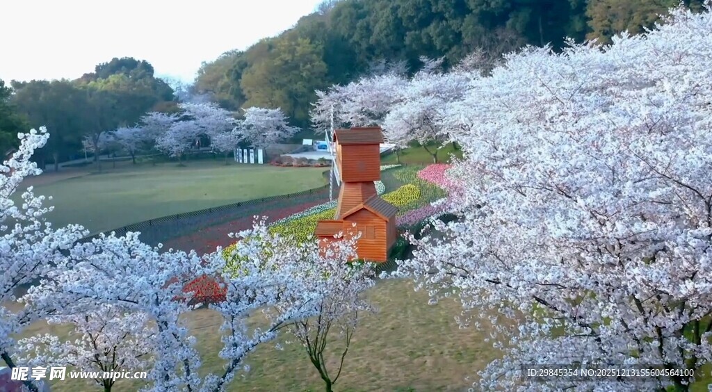 春日烂漫樱花与传统建筑