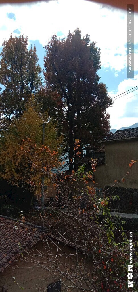 秋日屋顶旁多彩树木景观