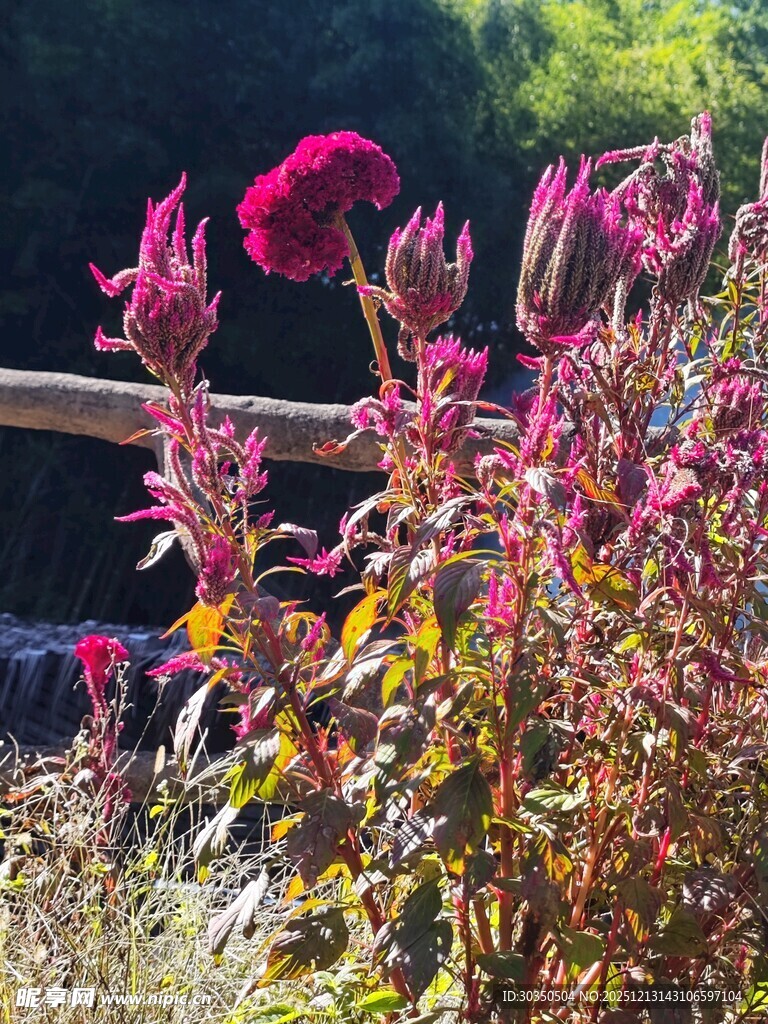 艳丽花丛中的美丽景致