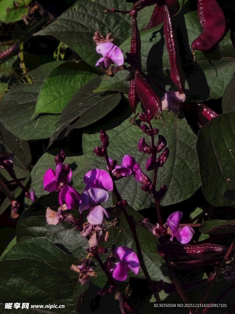 紫花绿叶植物特写