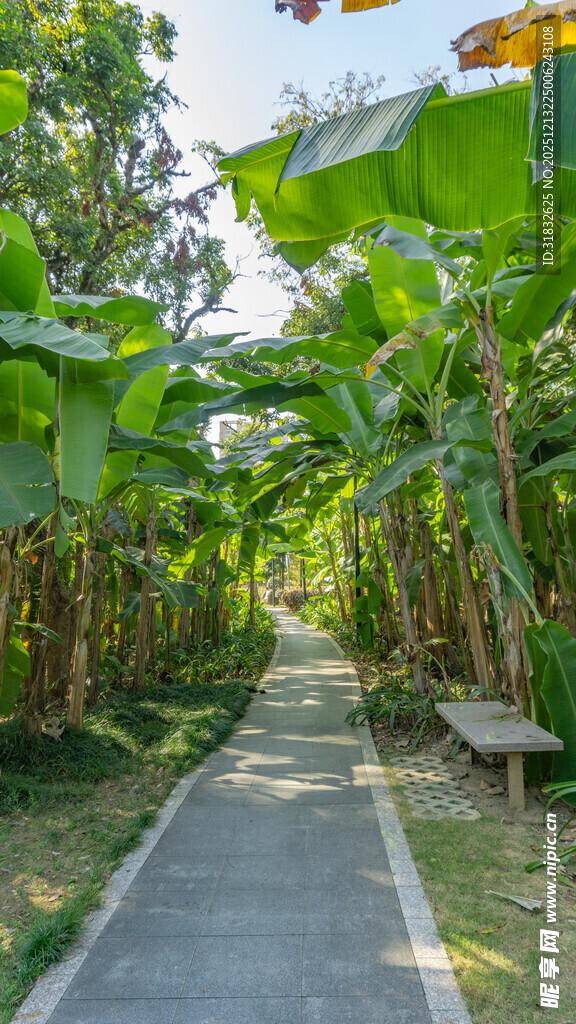 林荫步道 静谧自然之景