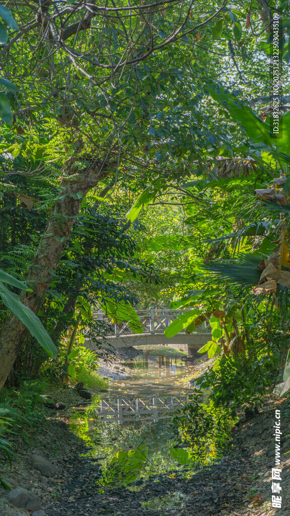 林间小道 绿意盎然的自然景