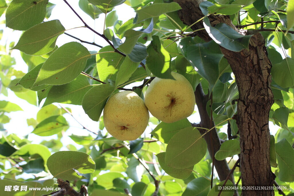 梨子 果树