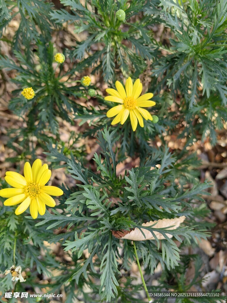 草地上的黄色小花