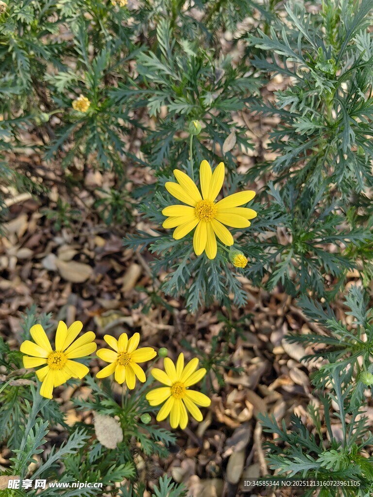 黄色小花绽放于草丛中