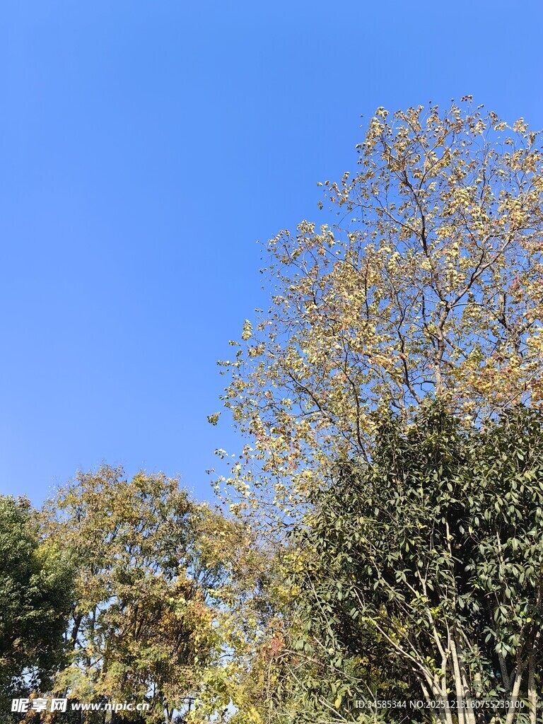 蓝天映衬下的多彩树木