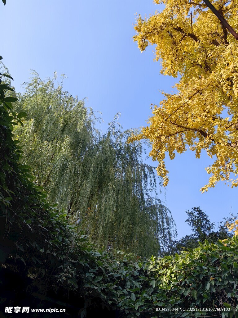 秋日绿树蓝天景致