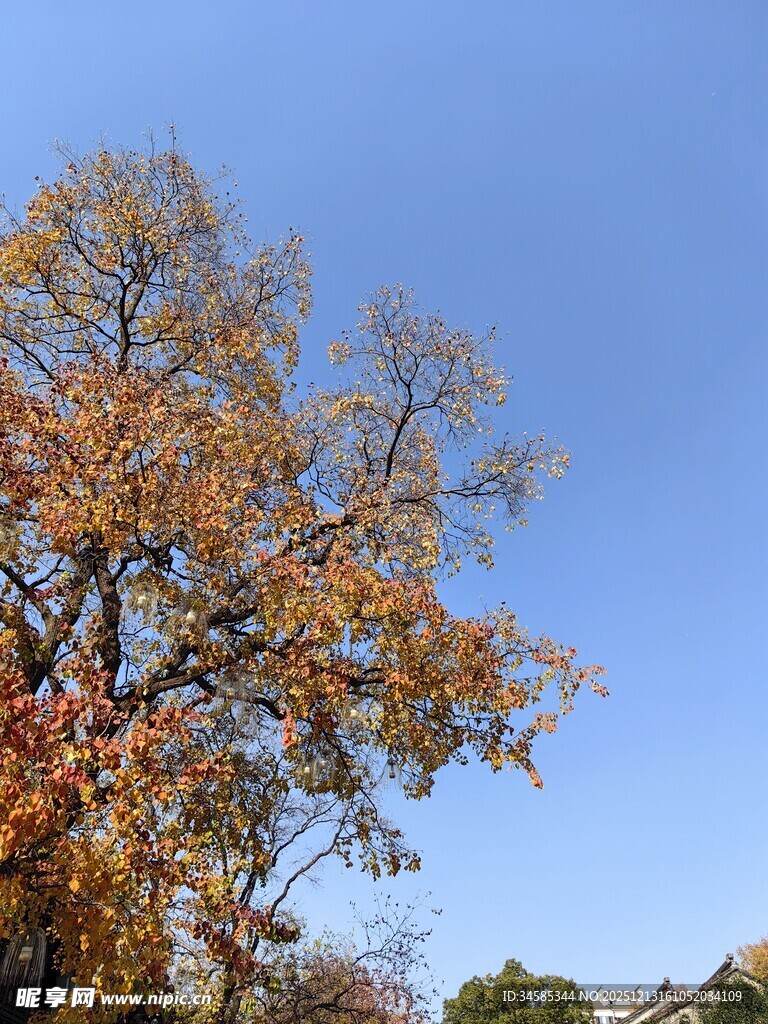 秋日蓝天旁的斑斓大树