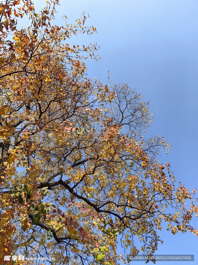 秋日枝头黄叶映蓝天
