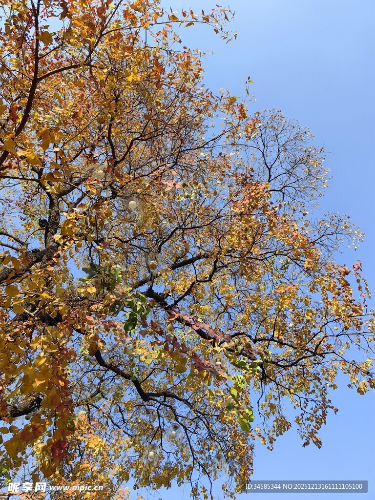 秋日树冠斑斓树叶映蓝天