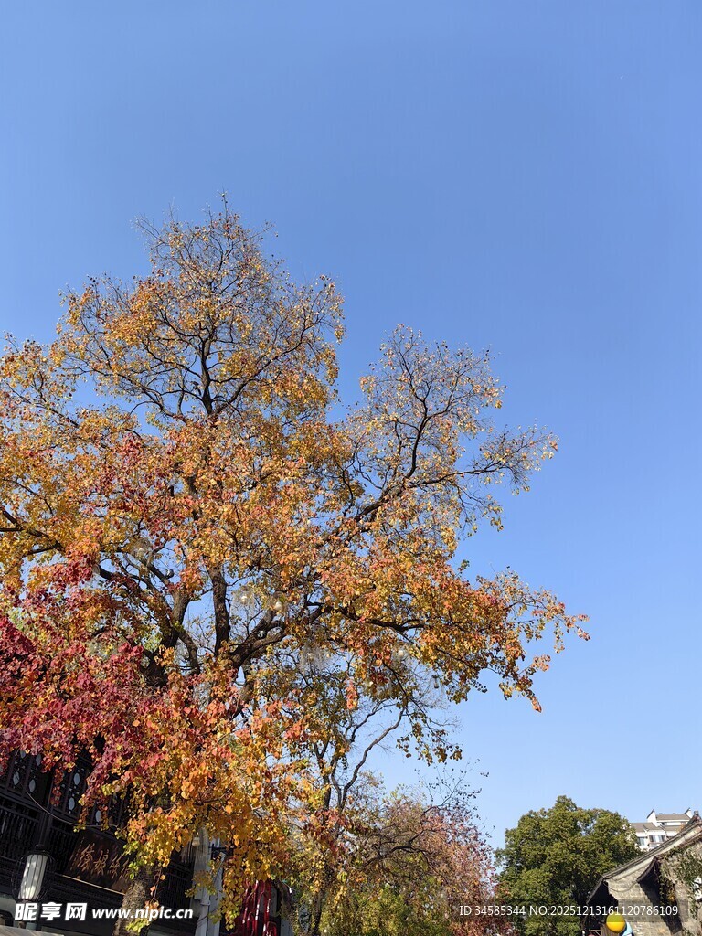 秋日斑斓树木风景