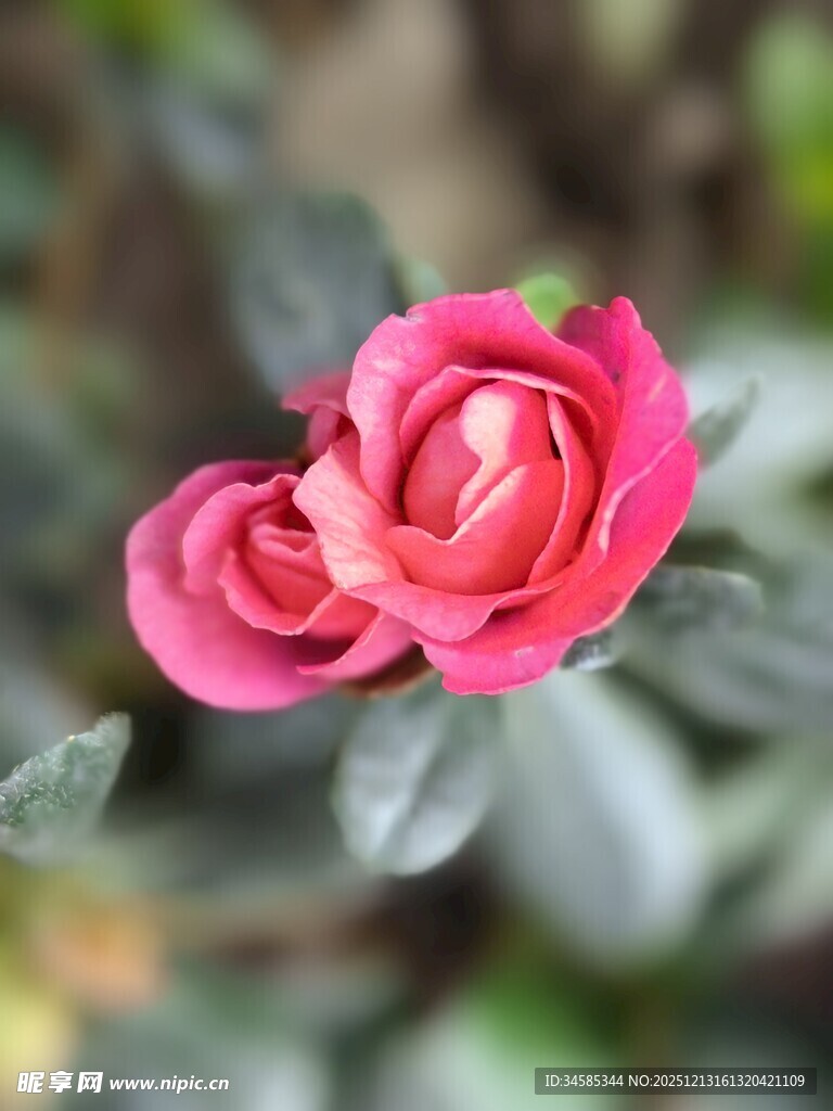 娇艳粉色花朵特写