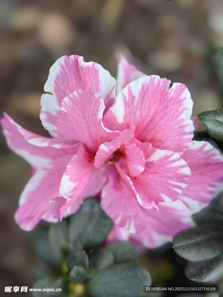 粉色斑纹杜鹃花特写