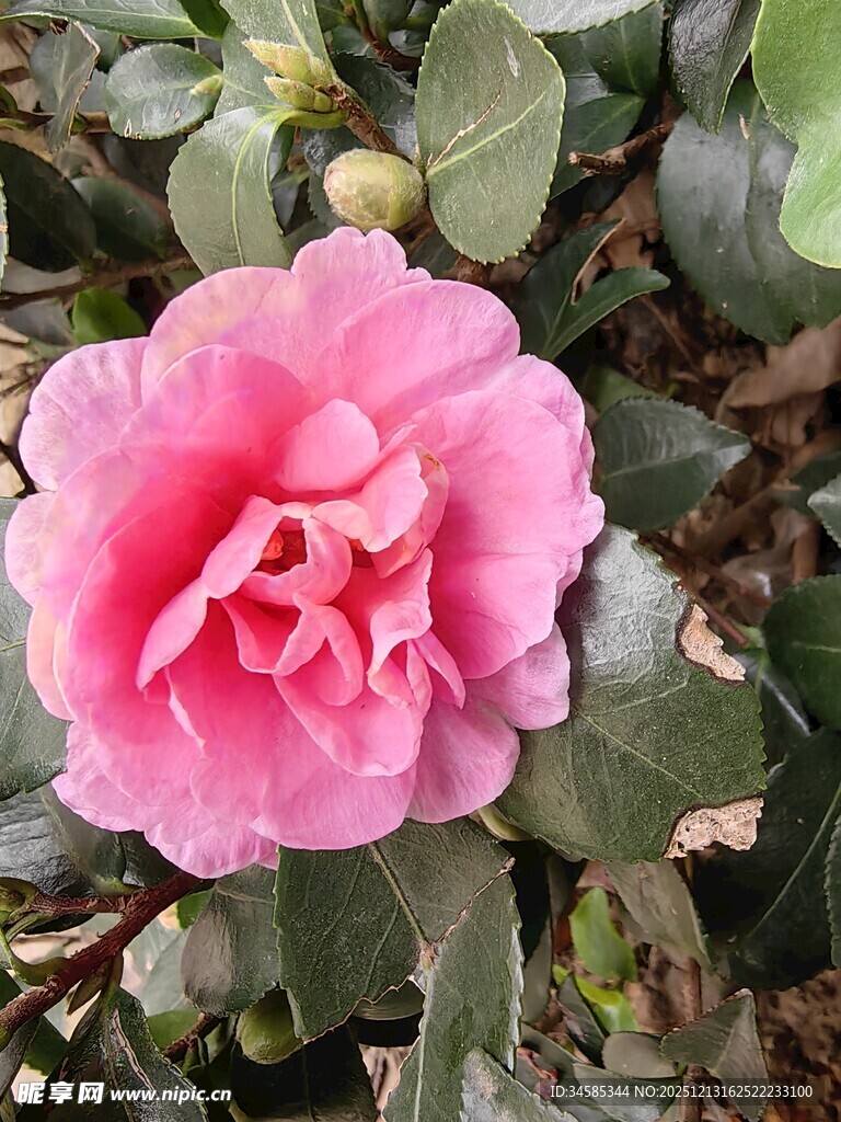 娇艳粉色山茶花绽放