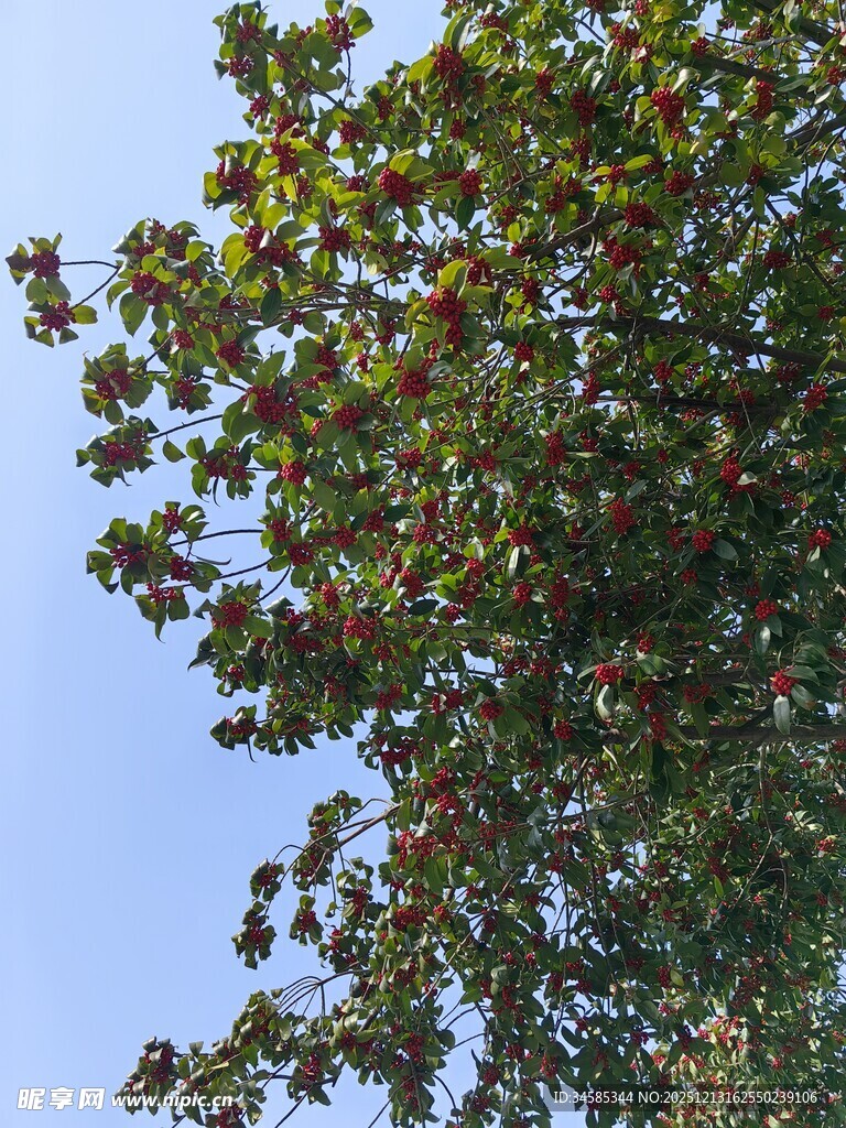枝头绿叶红果映蓝天