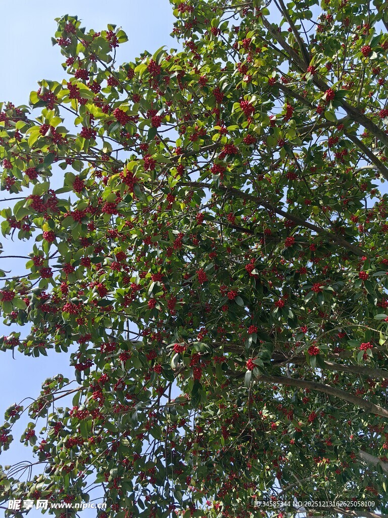 枝头果实累累的繁茂树木