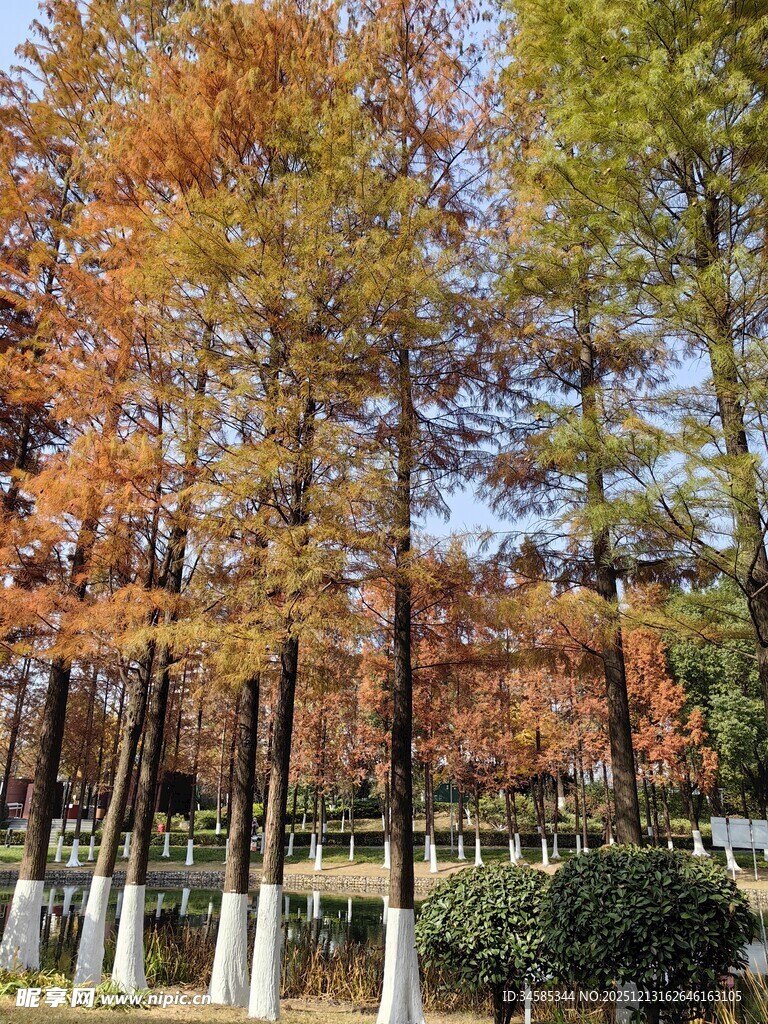 秋日斑斓树林景观