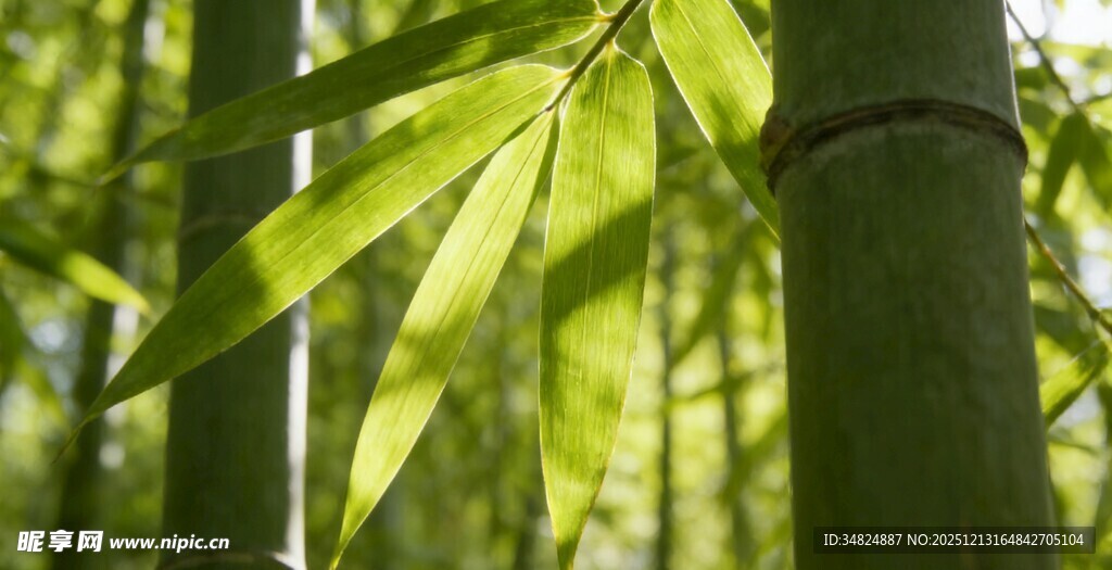 翠绿竹林竹叶清新画面