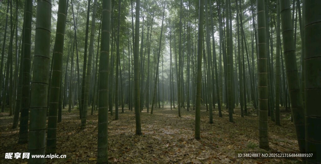 迷雾笼罩的静谧松树林