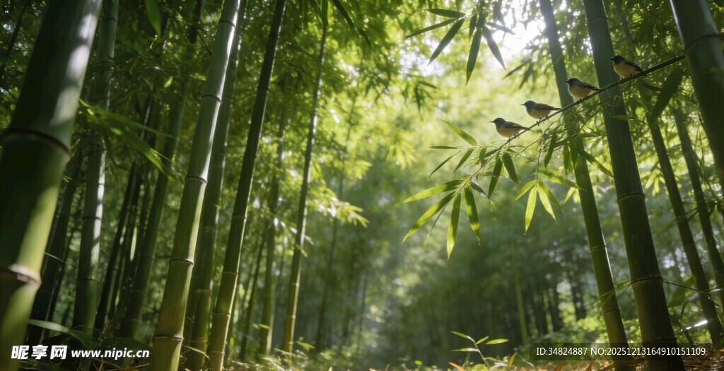 翠绿竹林阳光洒落之景