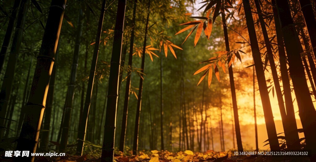 阳光洒落的静谧森林