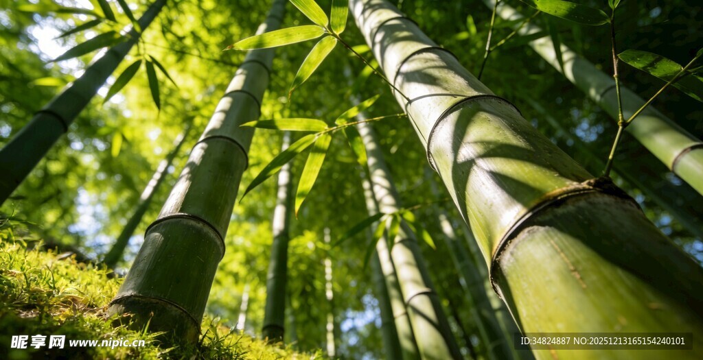 翠绿竹林阳光洒落之景