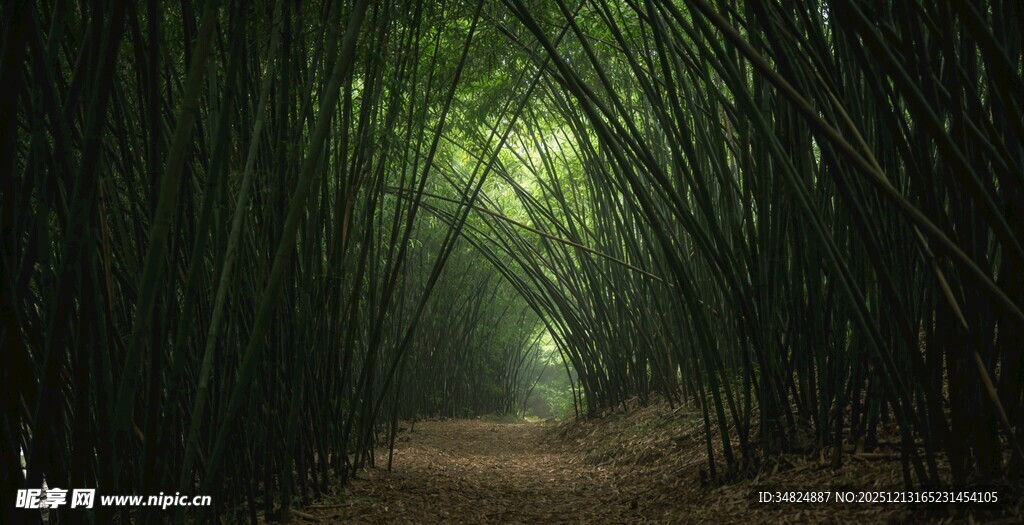 幽谧竹林间的光影小径