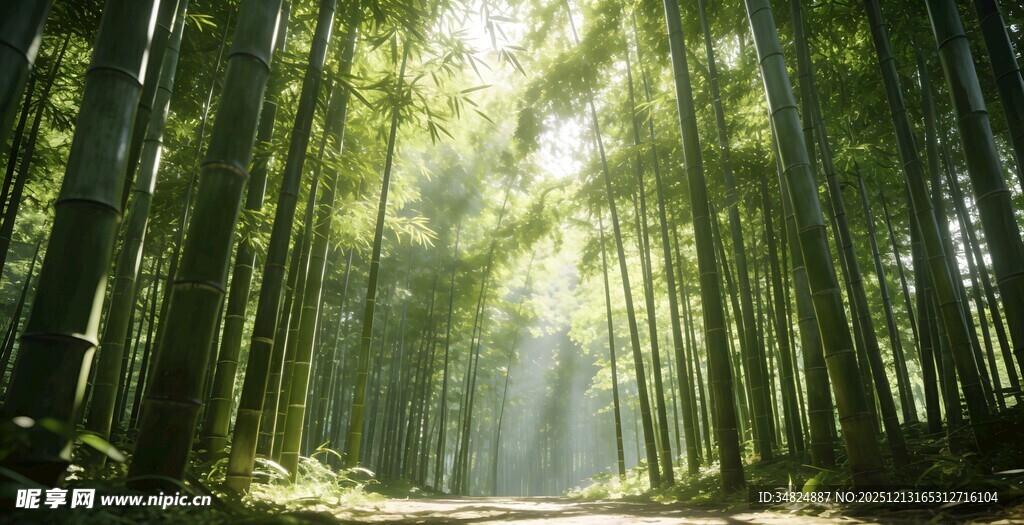 阳光穿透的静谧森林