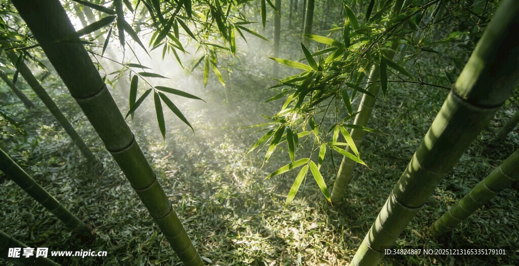 竹林晨雾静谧自然之景