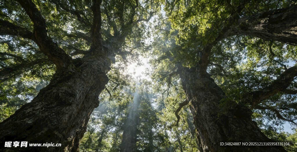 阳光穿透森林大树景观