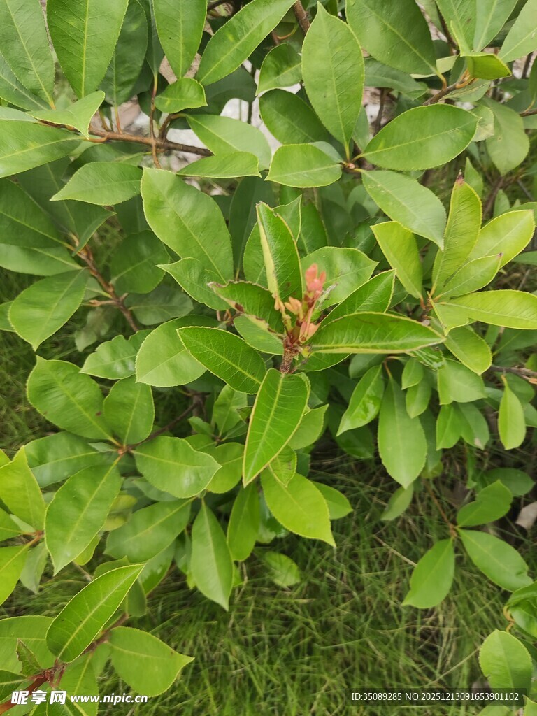 绿叶繁茂的植物景象