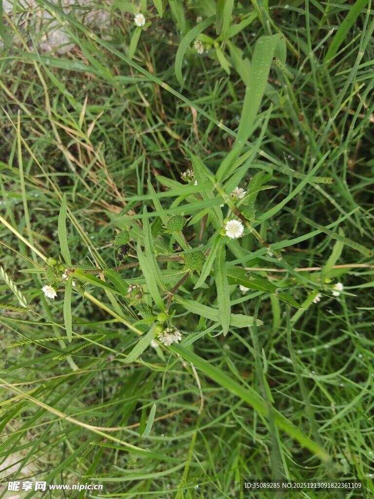 嫩绿草丛中的白色小花