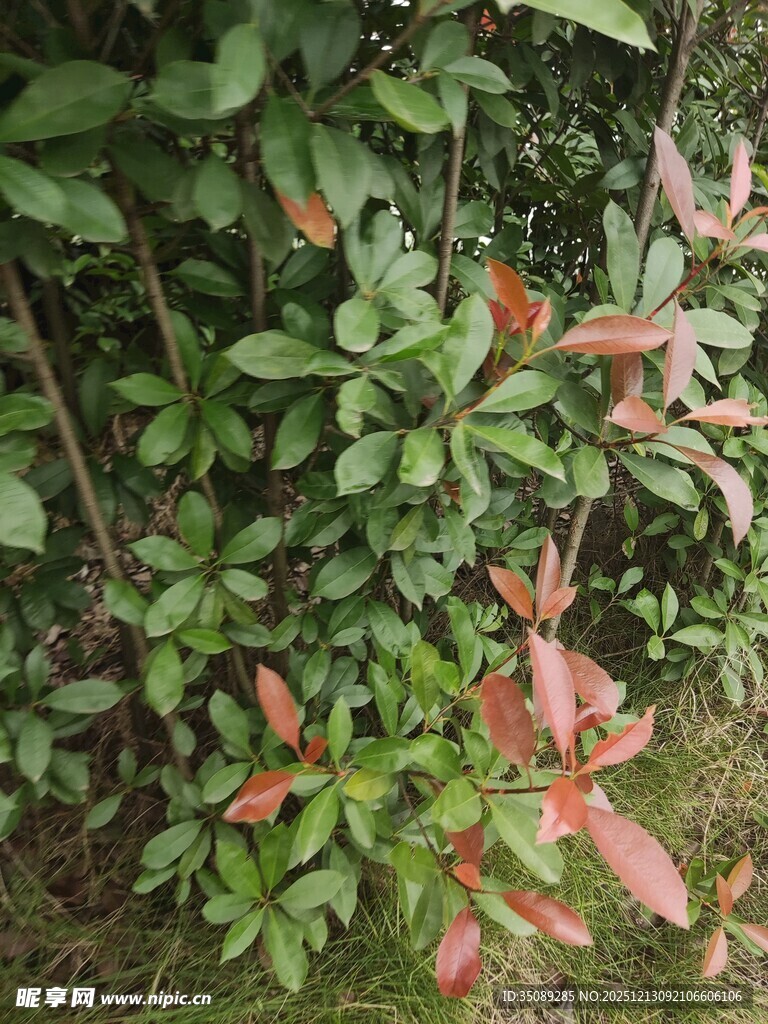 绿叶间的红嫩新叶