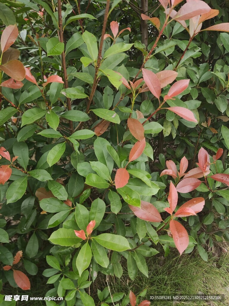 红叶绿叶交织的植物景观