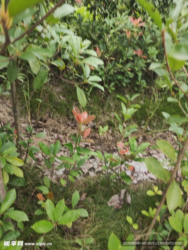 繁茂绿植中的鲜艳果实