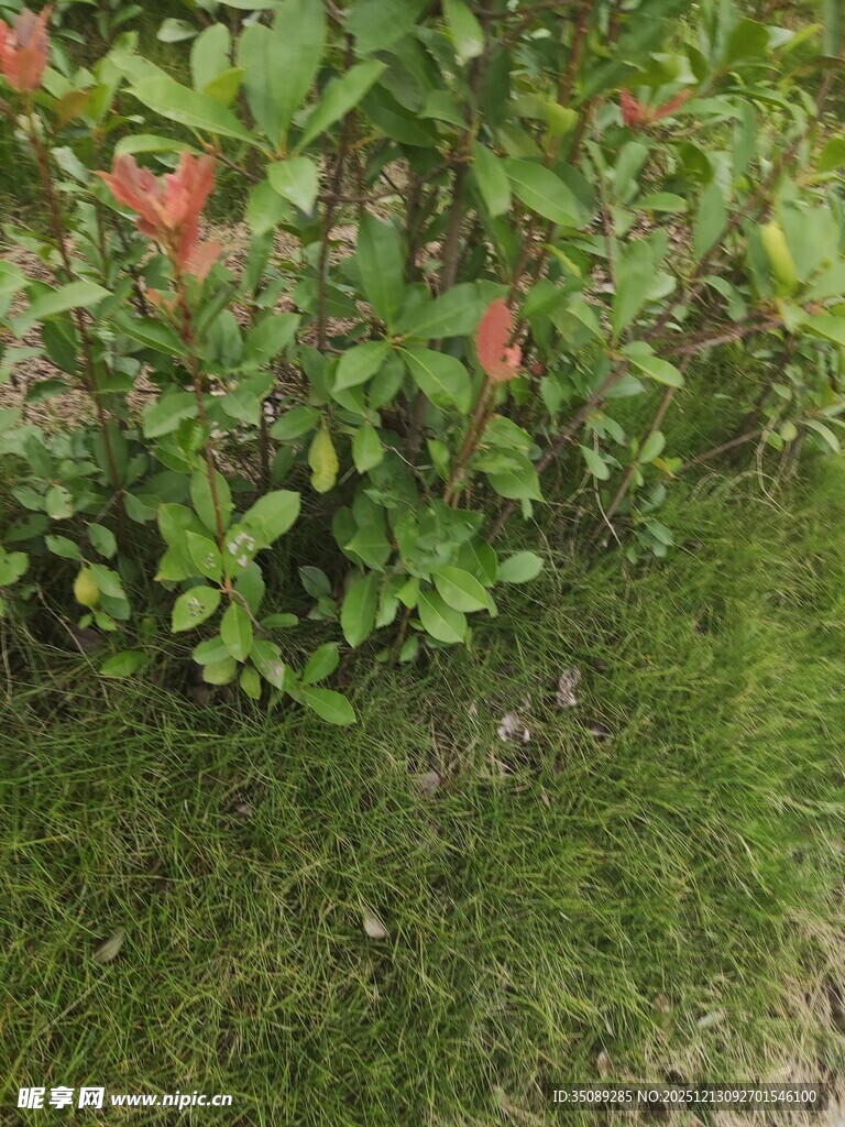 绿叶丛中的红色花卉