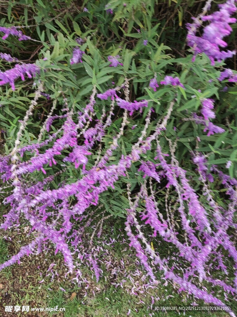 紫色垂吊花卉绽放美景