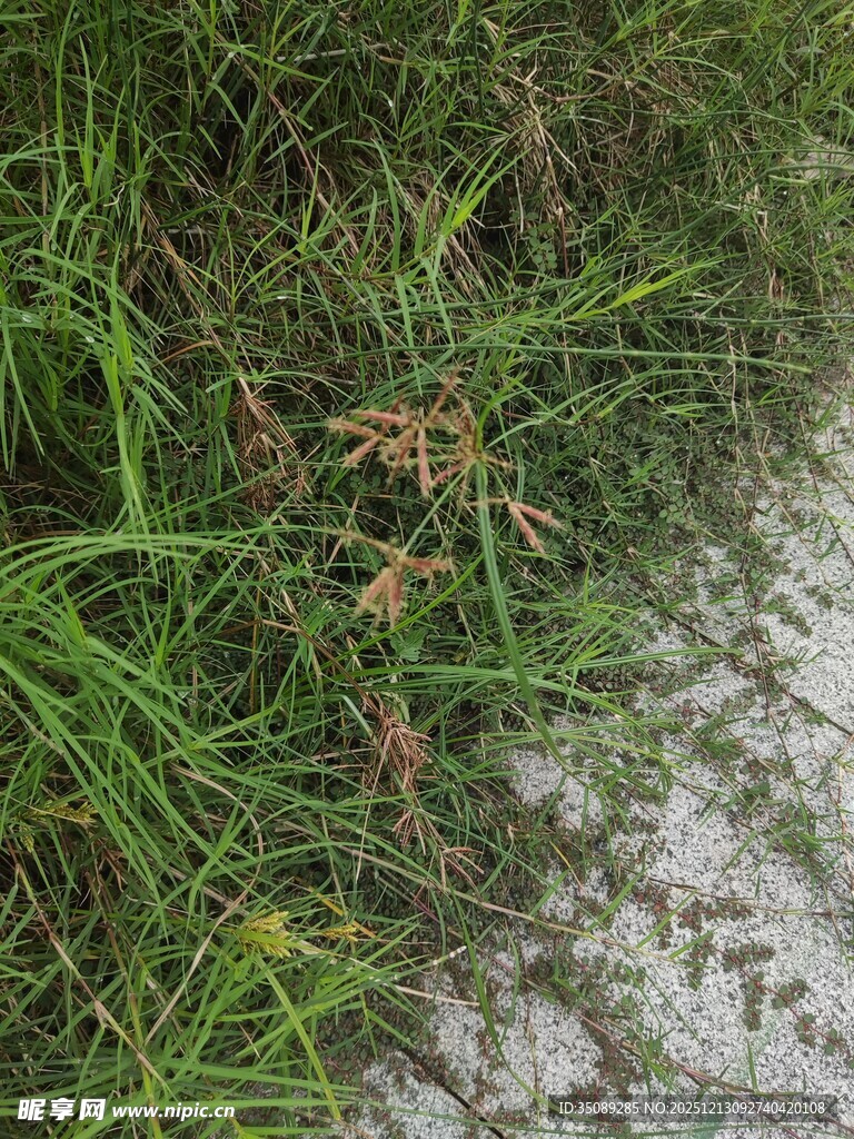 路边翠绿草地景象