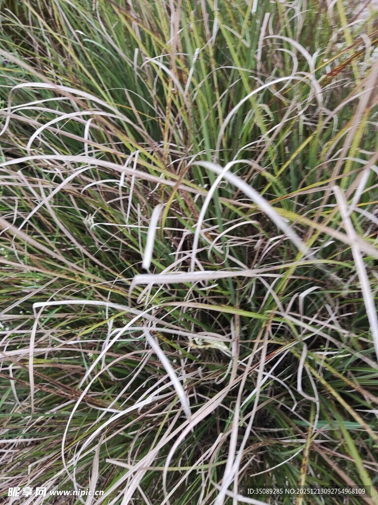 野外丛生的绿色与棕色草