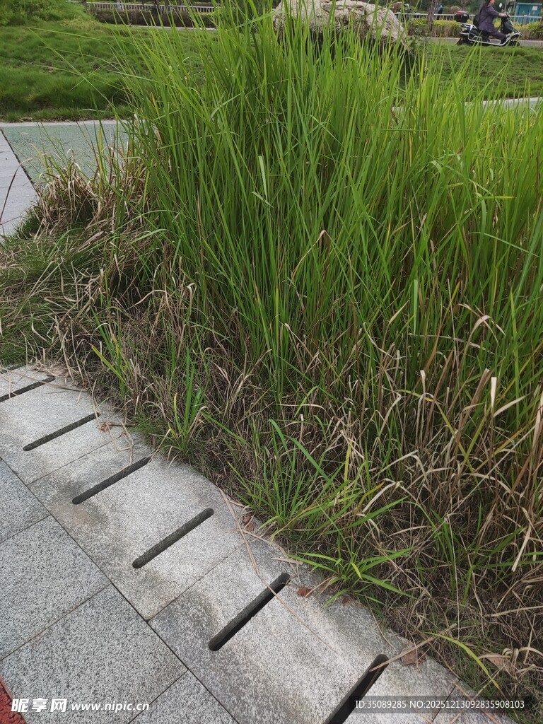 路边茂盛的绿色草丛