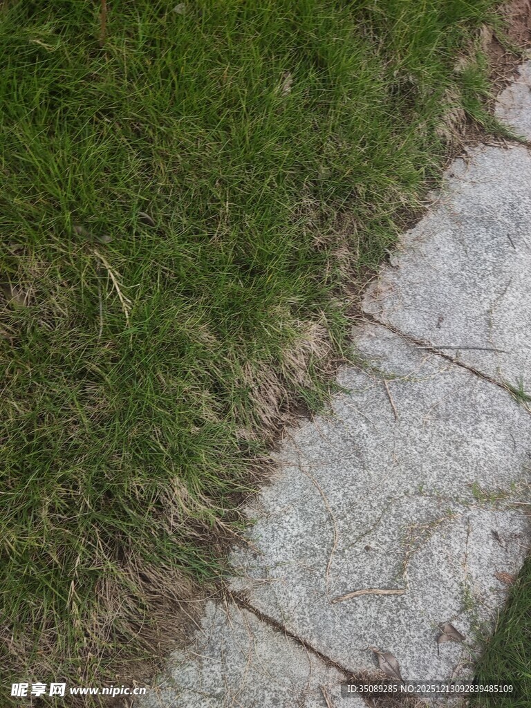 石板路旁嫩绿的青草