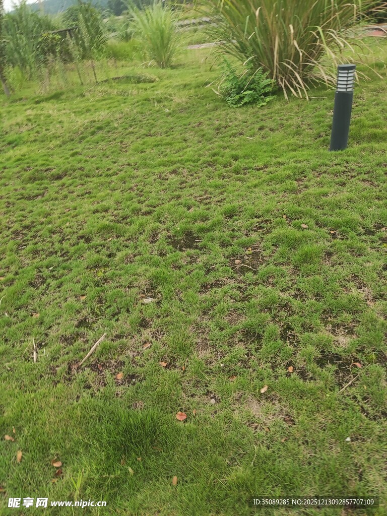 绿意盎然的户外草地场景