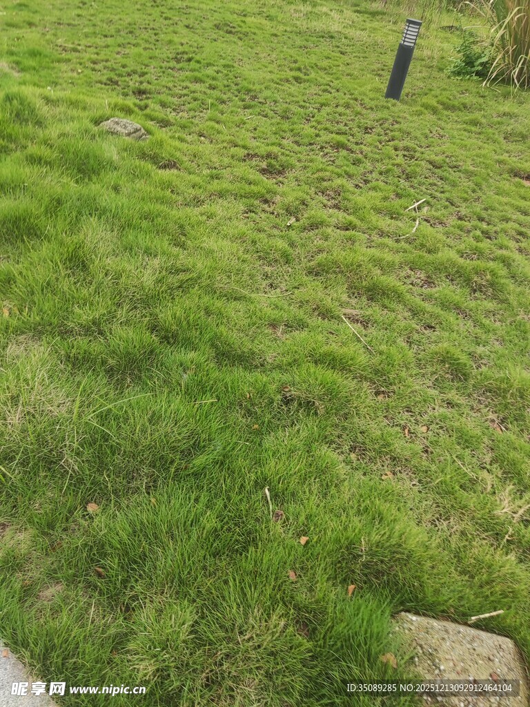 翠绿草坪生机勃勃的景致