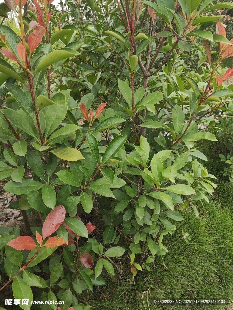 绿叶红边的繁茂植物