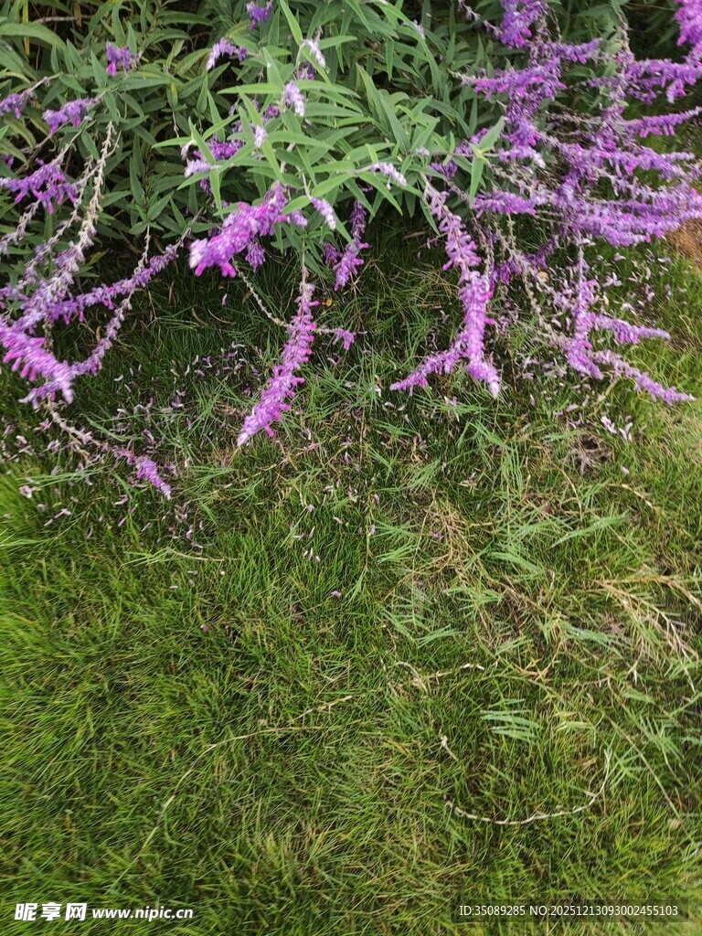 紫色花卉绽放于绿草地