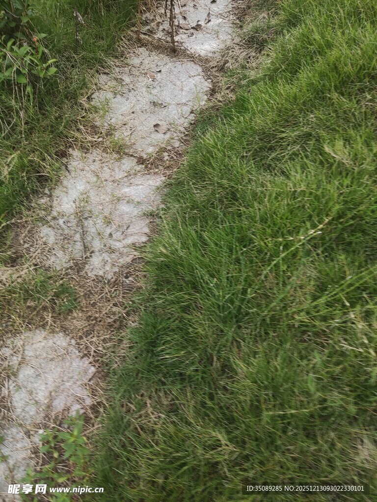 小径穿行于翠绿草丛间