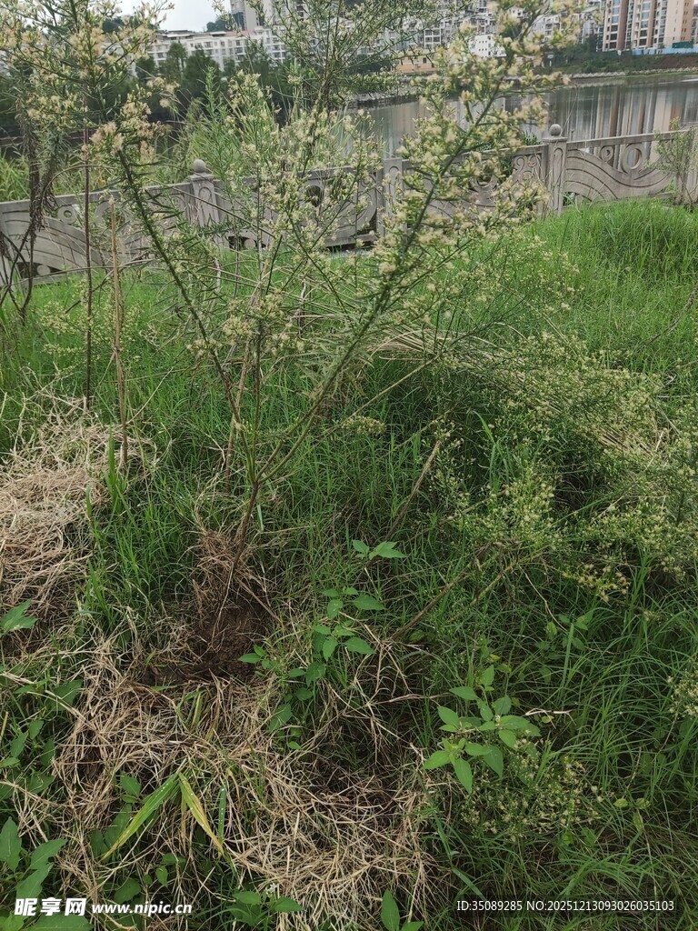 野外丛生的绿色植物
