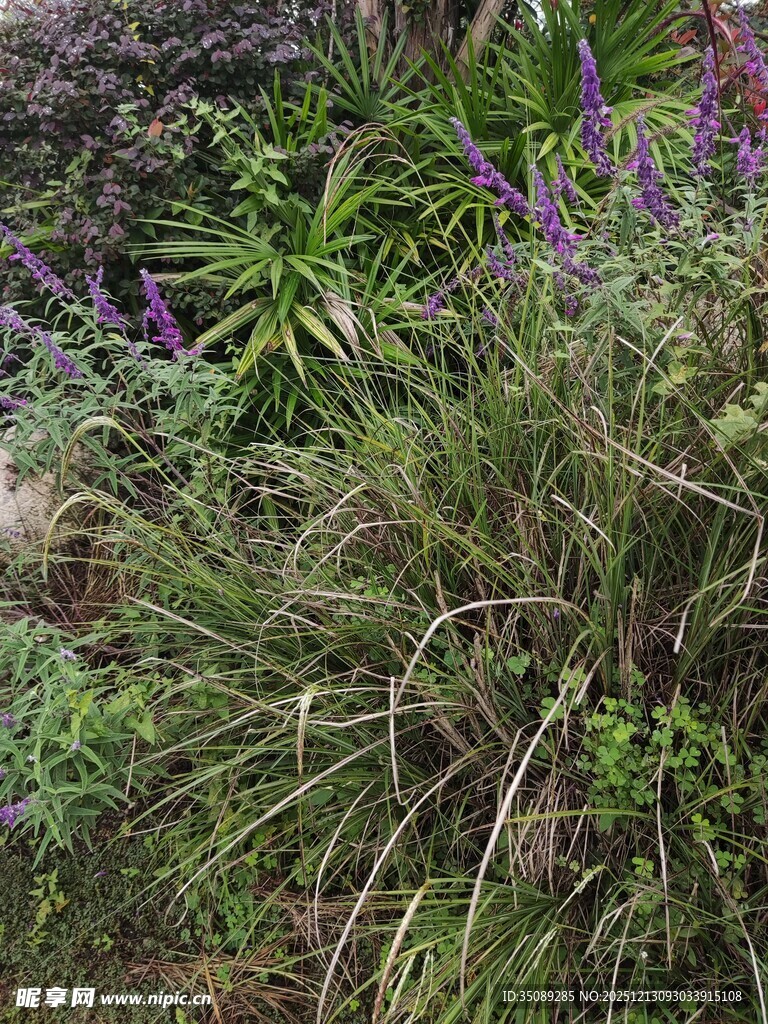 繁茂的野外植物景观