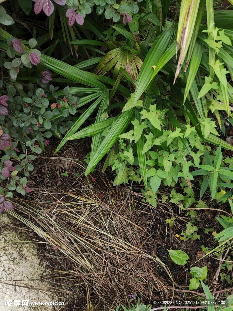 花园中的植物与枯草景观