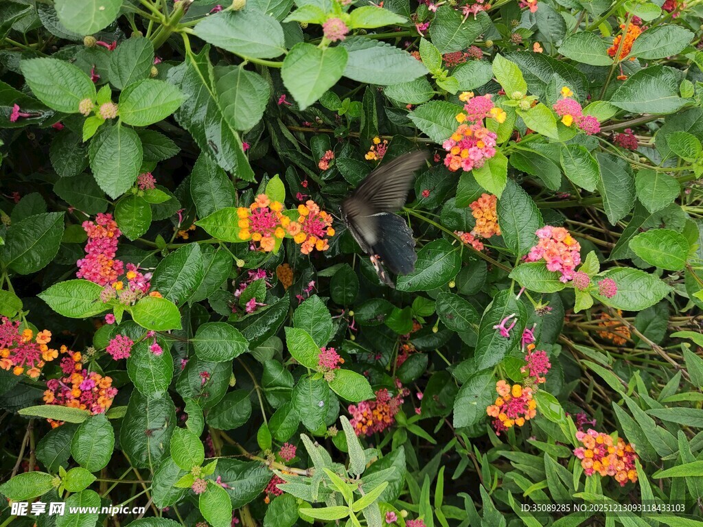 多彩花丛中的绚烂花卉